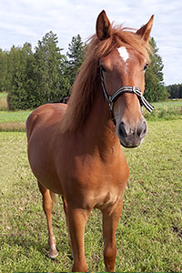 etusivu1